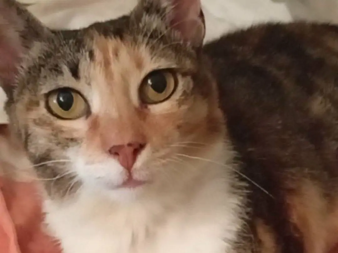 Adozione gatto, femmina, Razza sconosciuta Razza sconosciuta, 10 anni e 9 mesi, taglia non valida, Roma