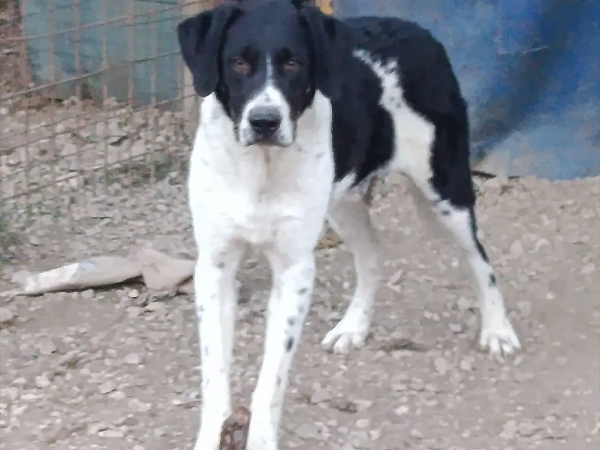 Foto 3 dell'animale