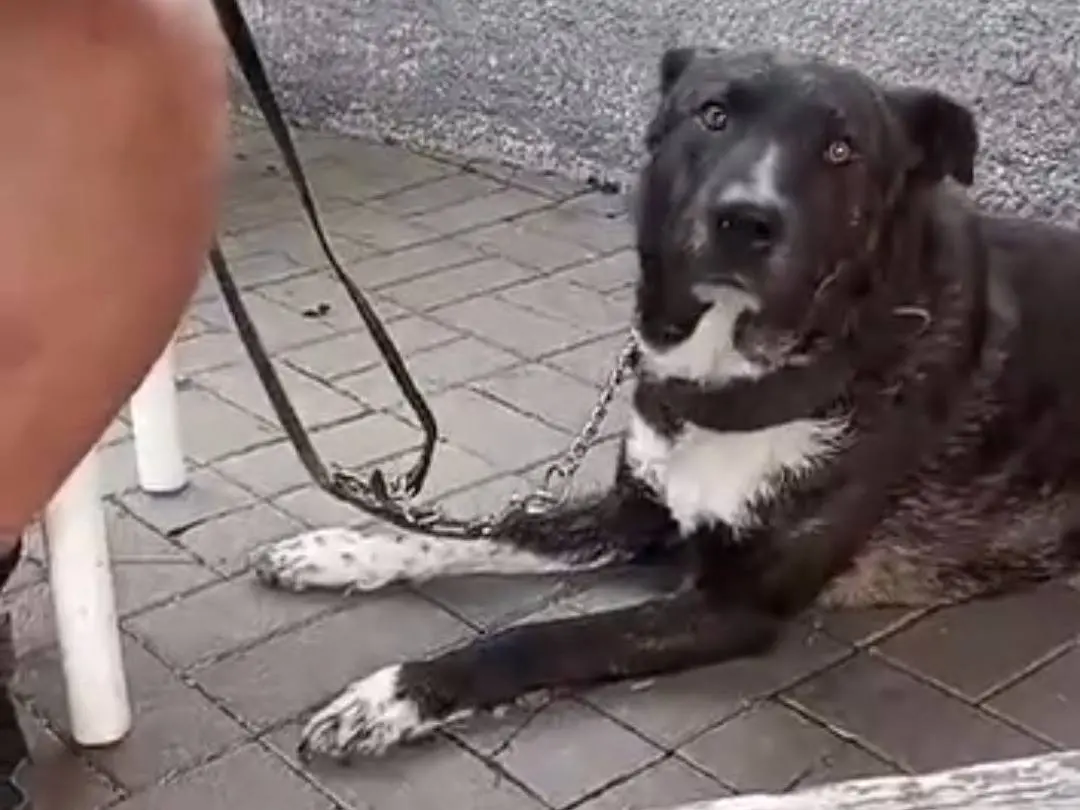 Adotta un cane, maschio, 4 anni e 8 mesi, Savona