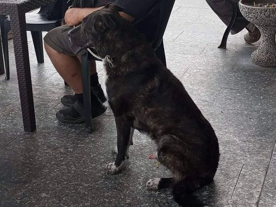 Adotta un cane, taglia media, maschio, Savona
