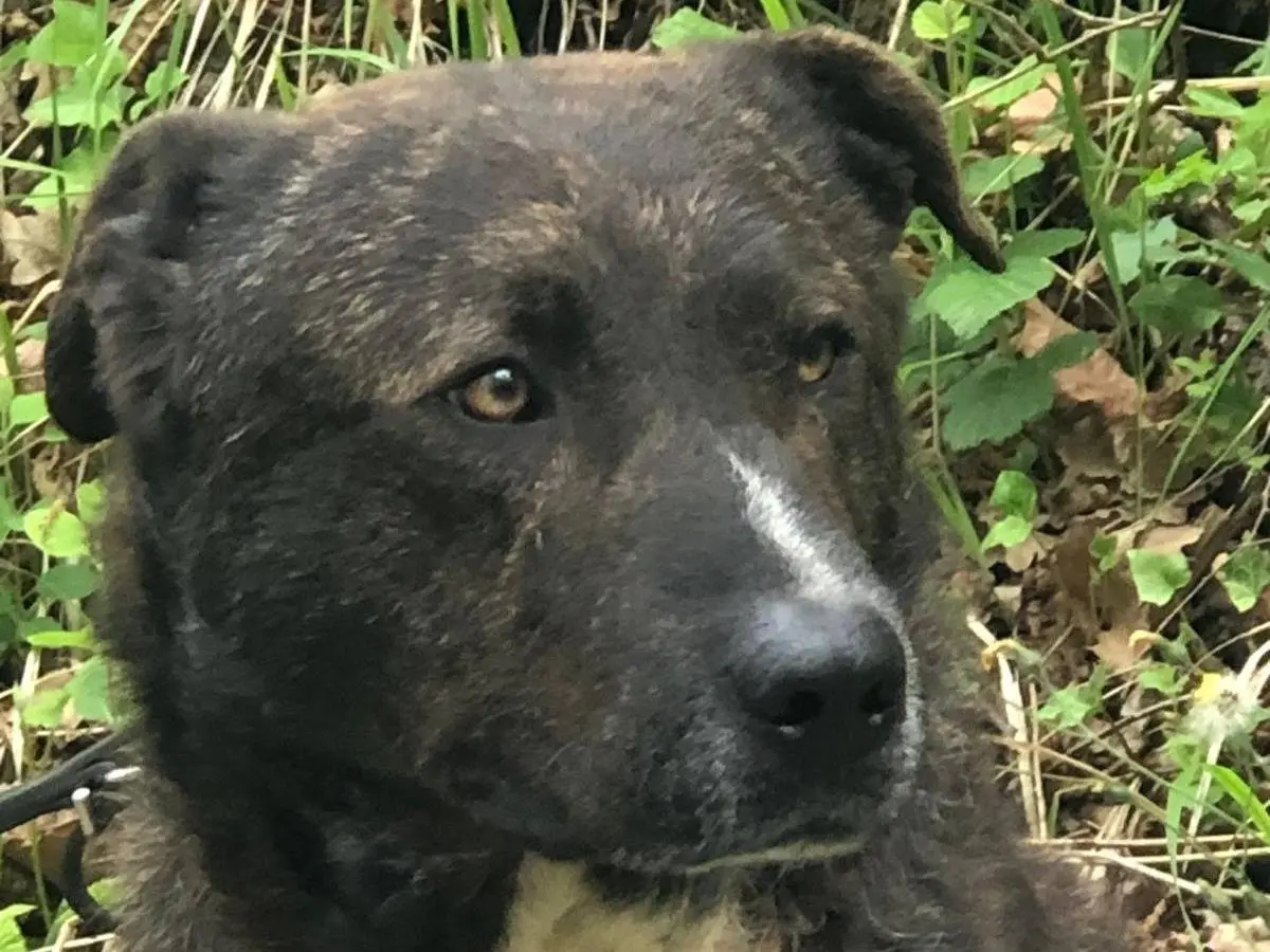 Adozione cane, maschio, Razza sconosciuta Razza sconosciuta, 4 anni e 8 mesi, taglia media, Savona