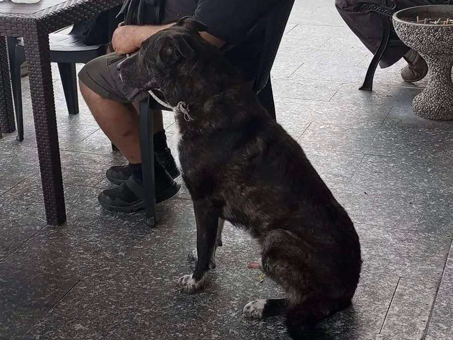 Adotta il cane Neymar a Savona