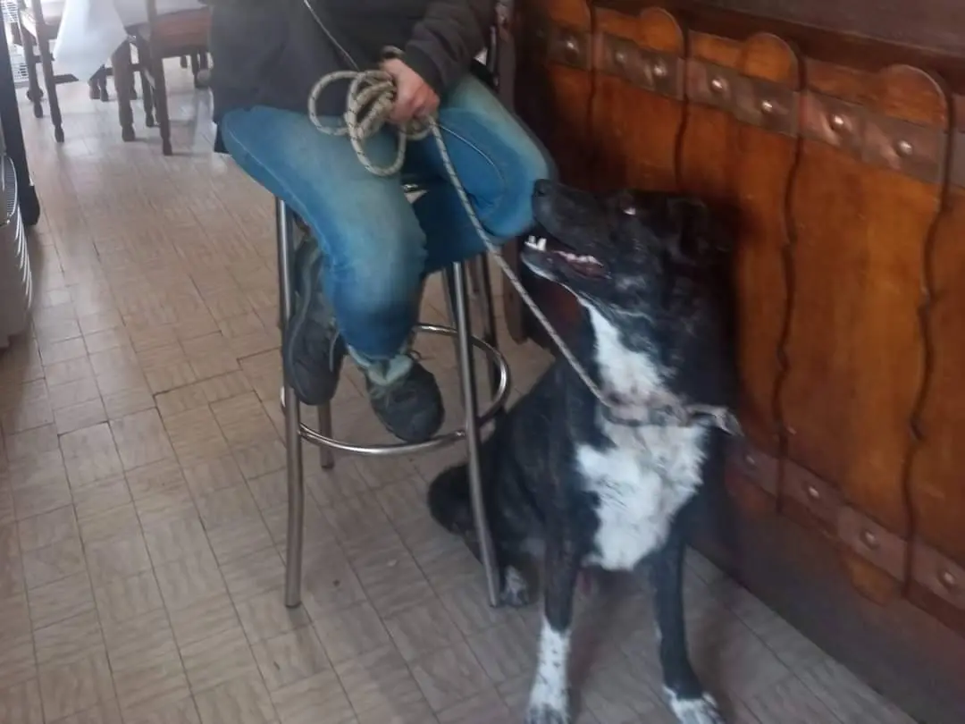 Vuoi adottare un cane a Savona?