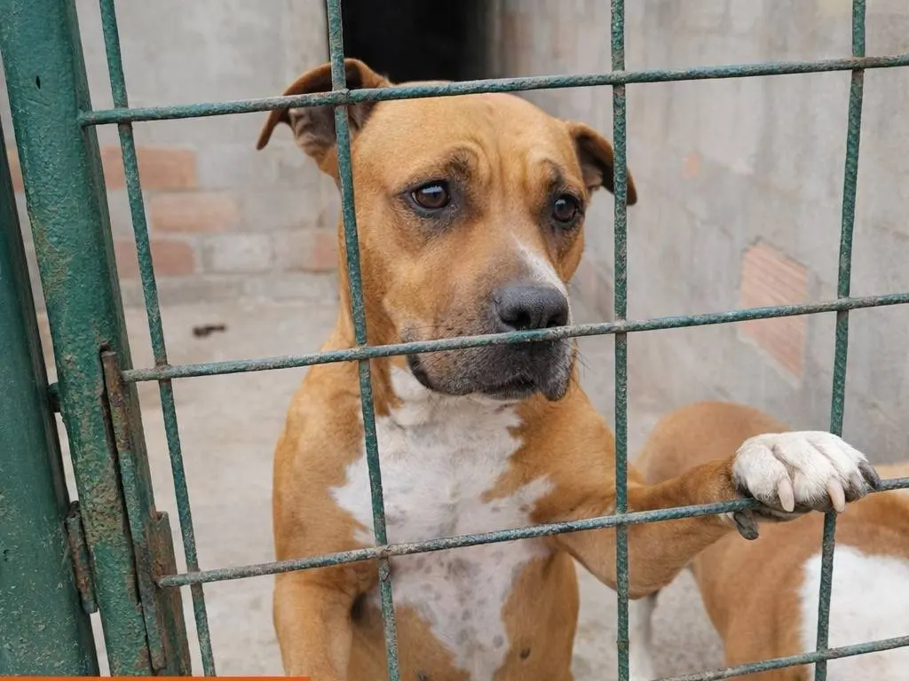 Adotta un cane, taglia grande, femmina, Avellino