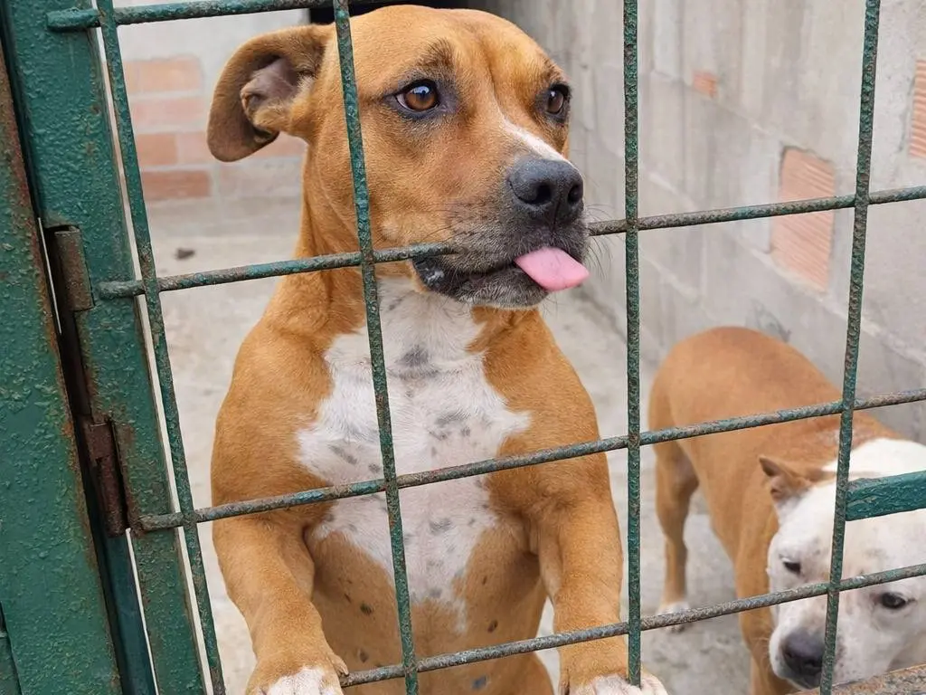 Adotta un cane, femmina, 4 anni, Avellino