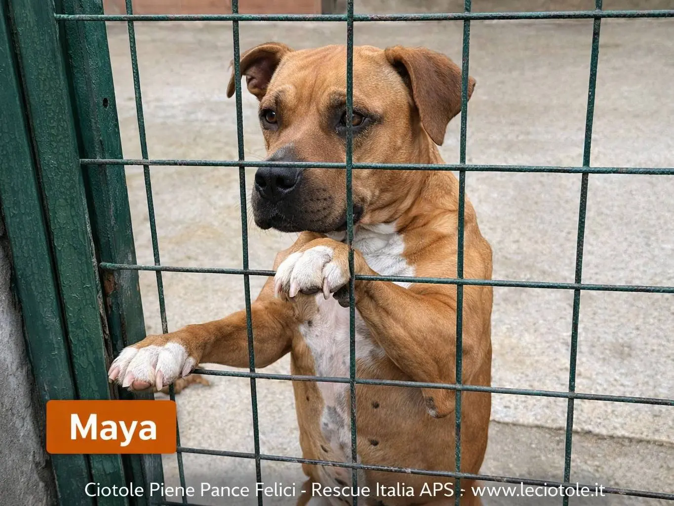 Adozione cane, femmina, Razza sconosciuta Razza sconosciuta, 4 anni, taglia grande, Avellino