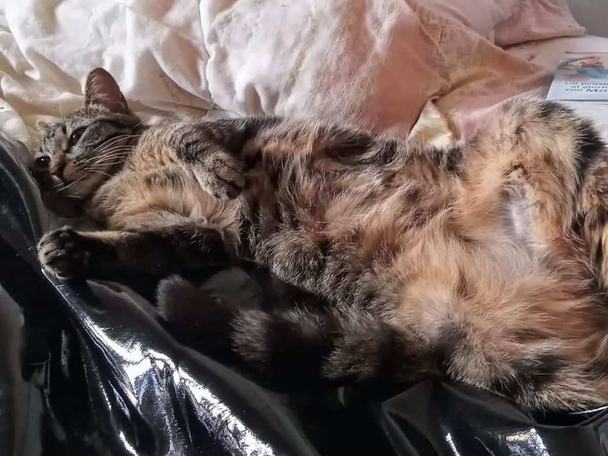 Vuoi adottare un gatto a Teramo?