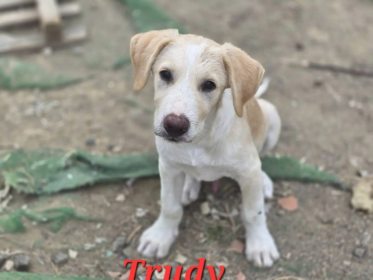 Adotta un cane, maschio, 1 anno e 5 mesi, Catania