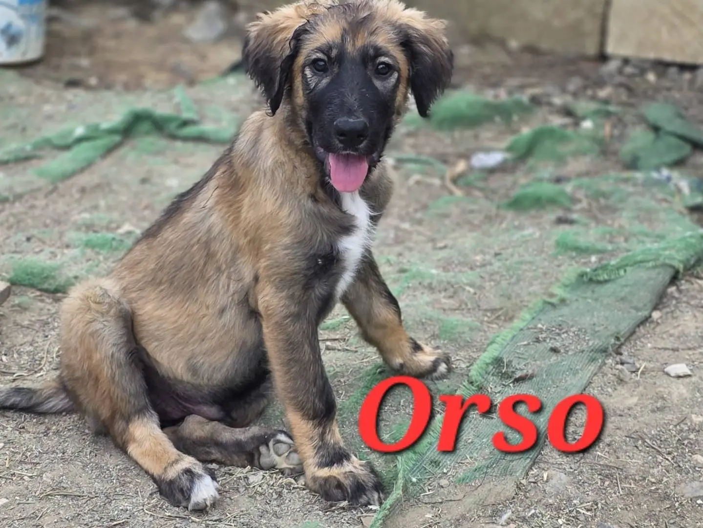 Adozione cane, maschio, Razza sconosciuta Razza sconosciuta, 1 anno e 5 mesi, taglia media, Catania