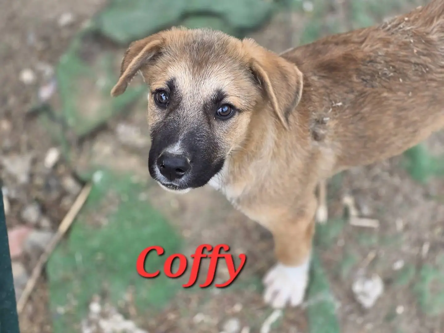 Adotta un cane, taglia media, maschio, Catania
