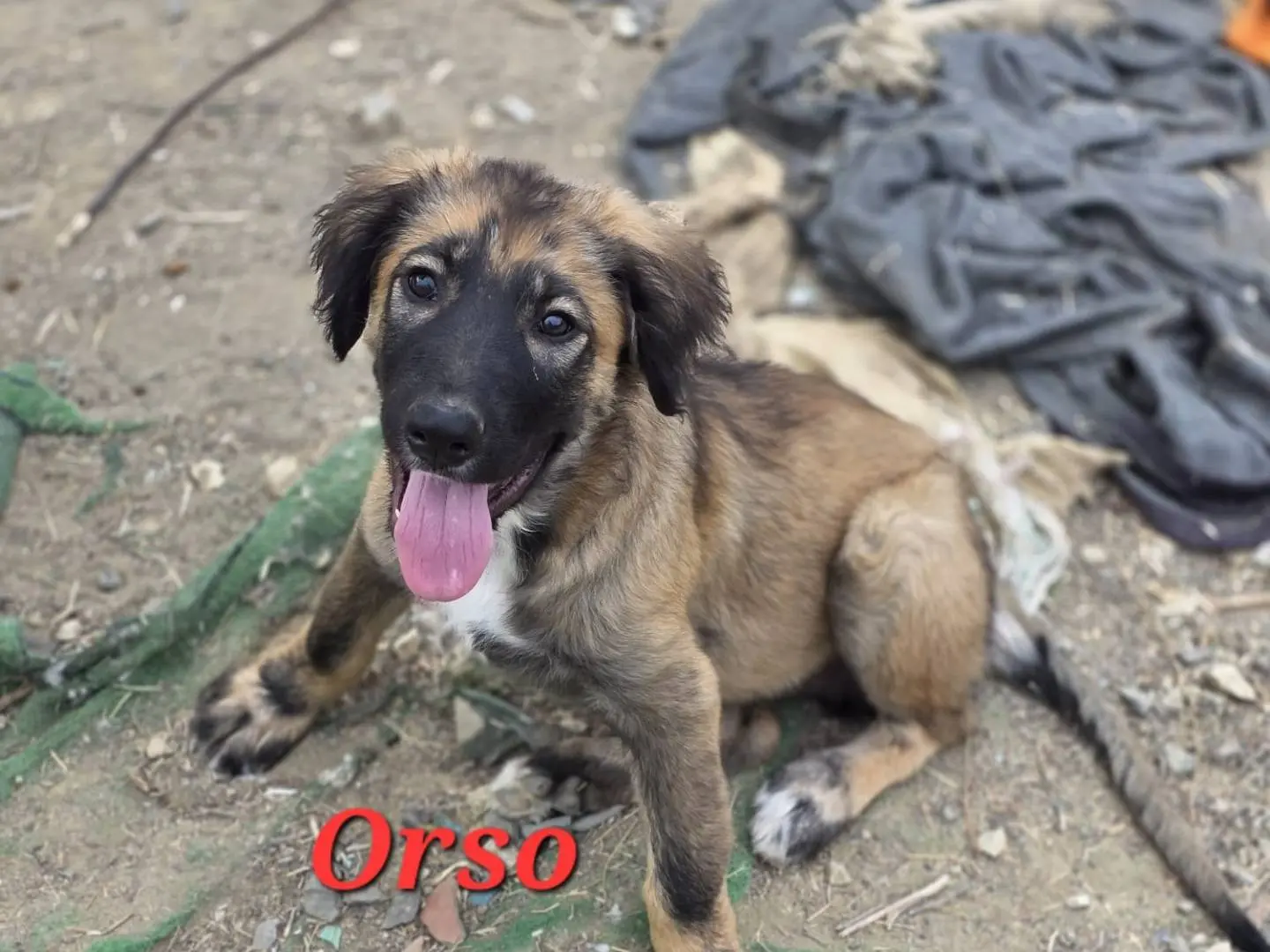 Vuoi adottare un cane a Catania?