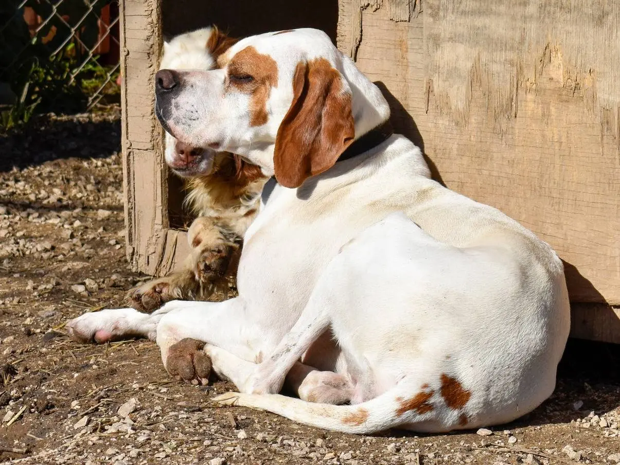 Adotta un cane, taglia media, maschio, Roma