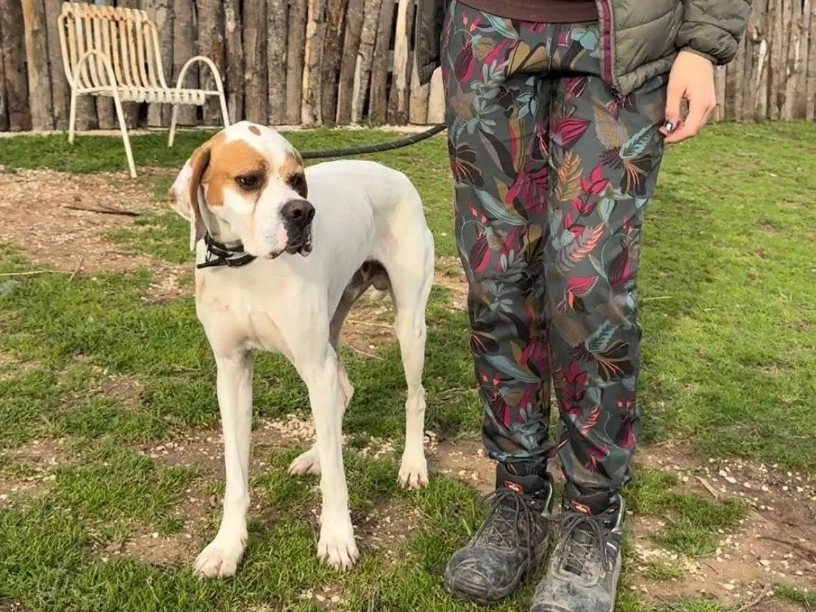 Adotta un cane, maschio, 3 anni e 9 mesi, Roma