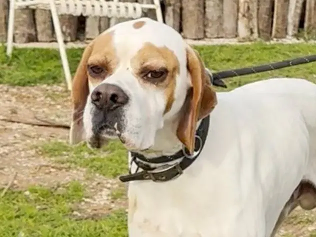 Adozione cane, maschio, Pointer Razza sconosciuta, 3 anni e 9 mesi, taglia media, Roma