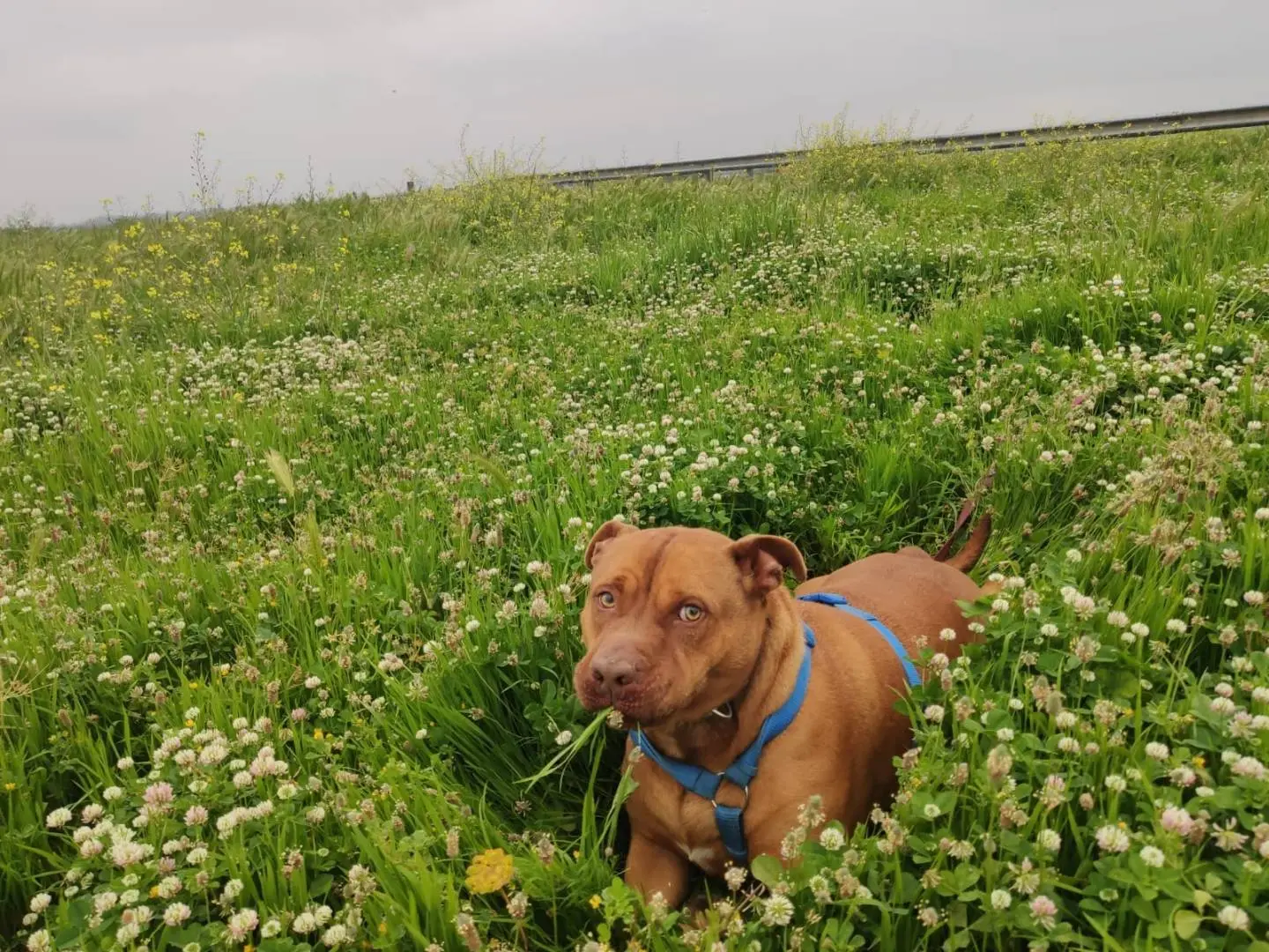Adotta un cane, maschio, 5 anni e 7 mesi, Caserta