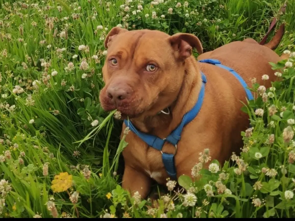 Adotta il cane LEO PIT a Caserta