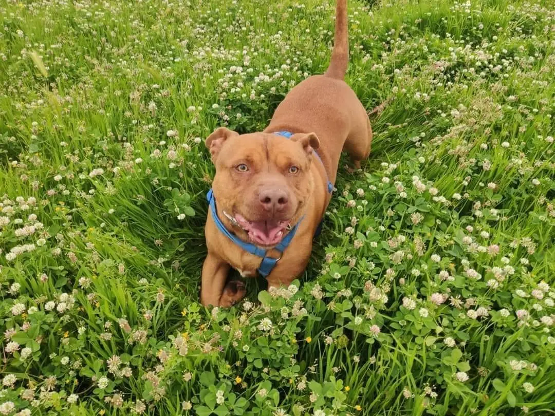 Vuoi adottare un cane a Caserta?