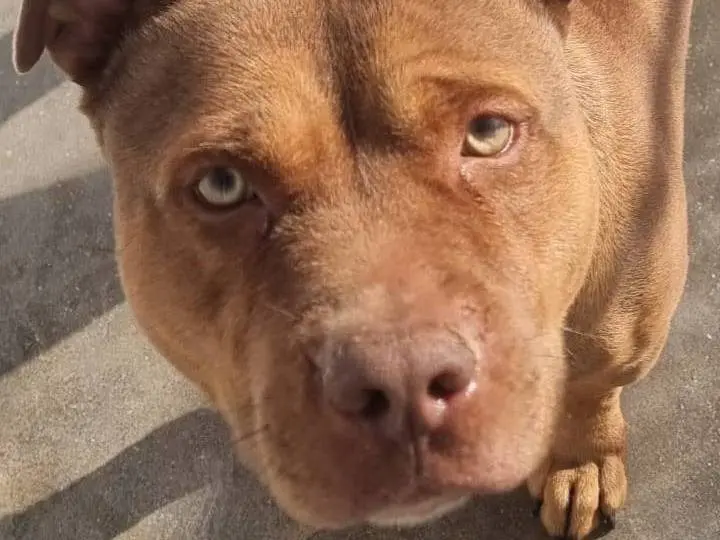 Adozione cane, maschio, Pitbull Razza sconosciuta, 5 anni e 7 mesi, taglia media, Caserta