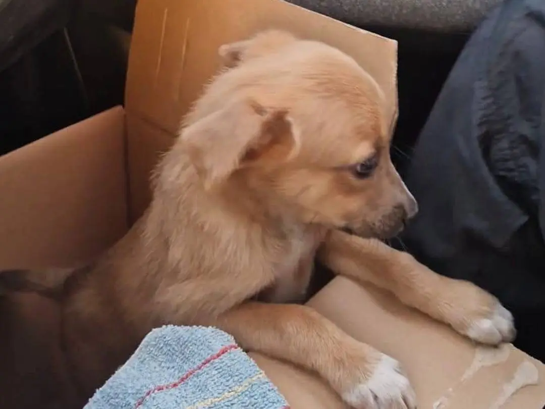 Adozione cane, maschio, Razza sconosciuta Razza sconosciuta, 9 mesi, taglia media contenuta, Matera