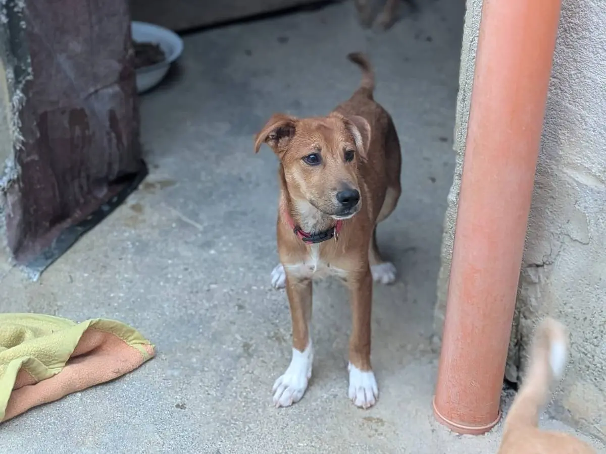 Adotta un cane, maschio, 9 mesi, Trapani