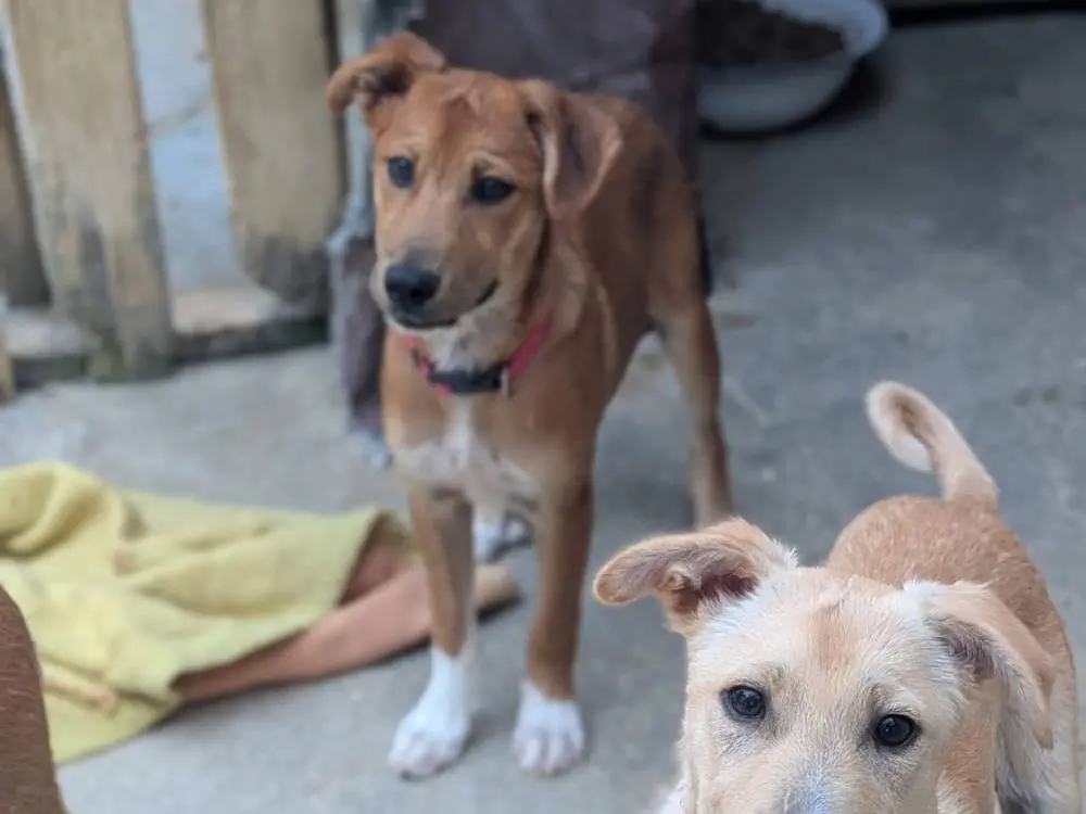 Adotta un cane, taglia media contenuta, maschio, Trapani
