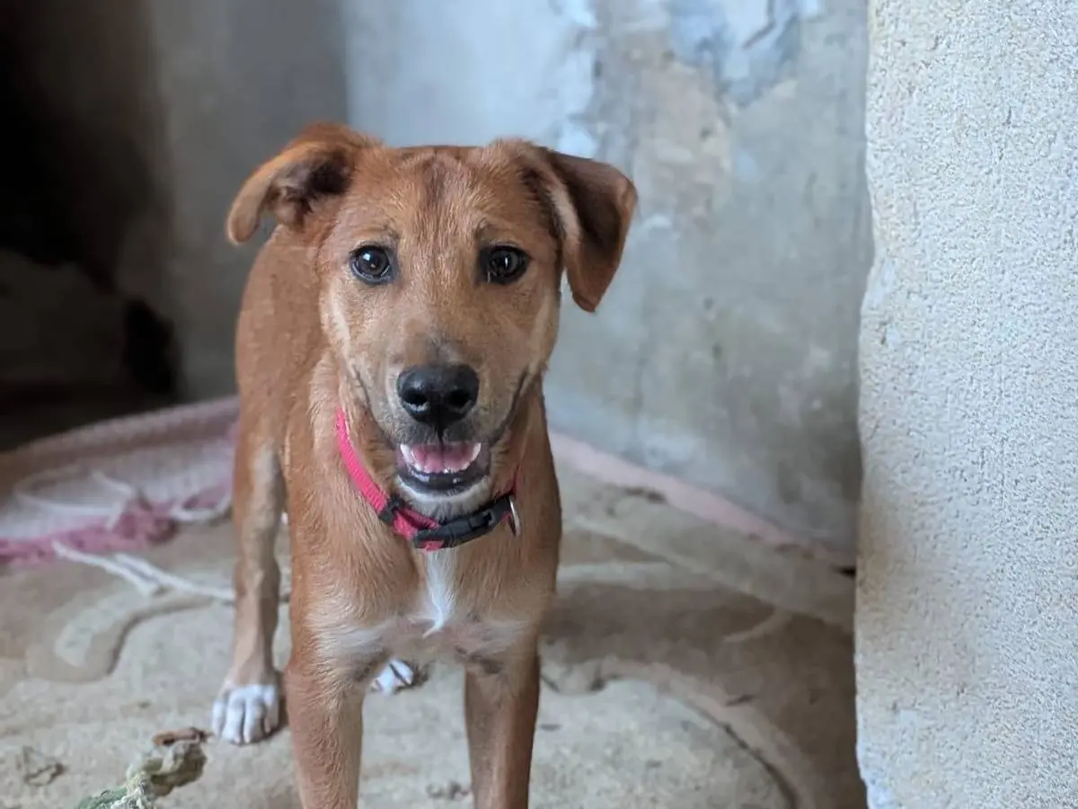 Adozione cane, maschio, Razza sconosciuta Razza sconosciuta, 9 mesi, taglia media contenuta, Trapani