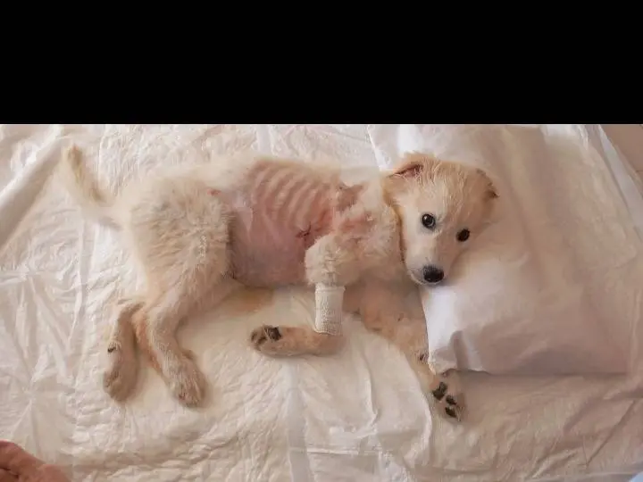 Foto 3 dell'animale