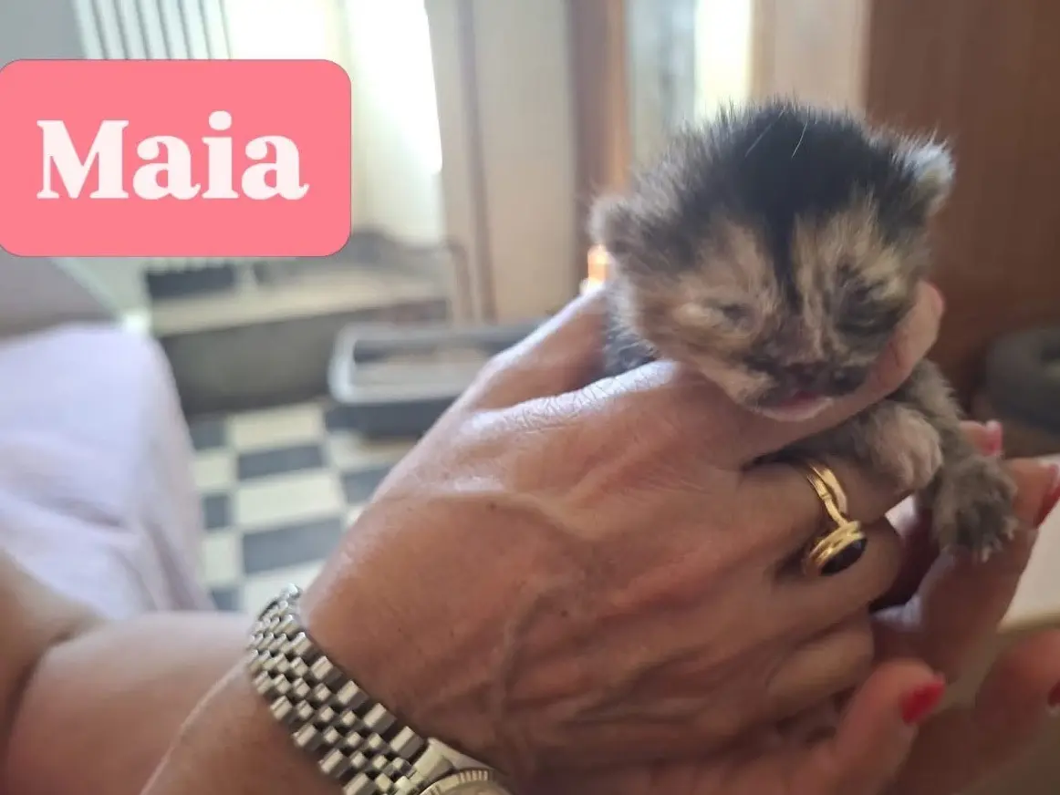 Adotta un gatto, femmina, 5 mesi, Perugia