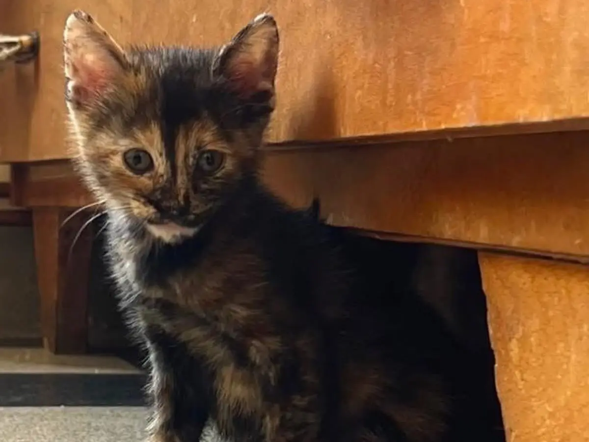 Adozione gatto, femmina, Razza sconosciuta Razza sconosciuta, 5 mesi, taglia non valida, Perugia