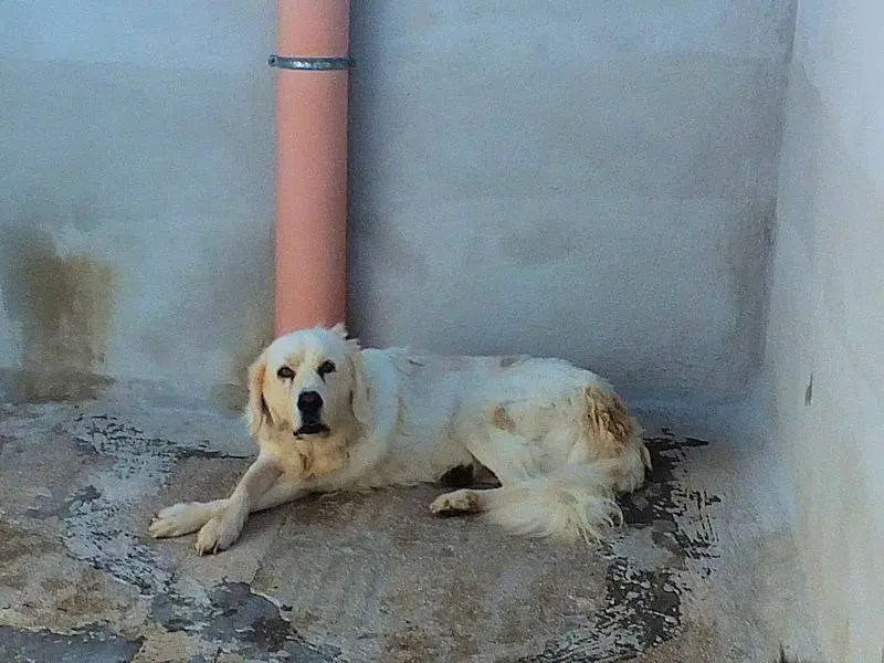 Adotta il cane ACHILLE a Frosinone
