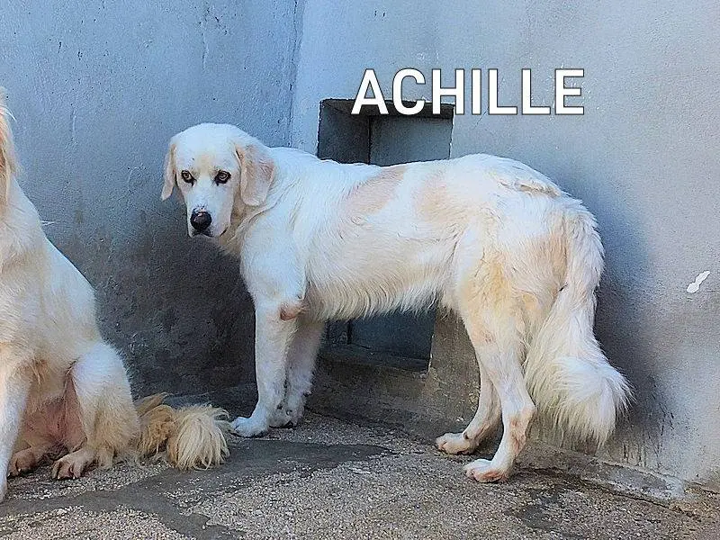 Adozione cane, maschio, Pastore maremmano Razza sconosciuta, 10 anni e 9 mesi, taglia gigante, Frosinone