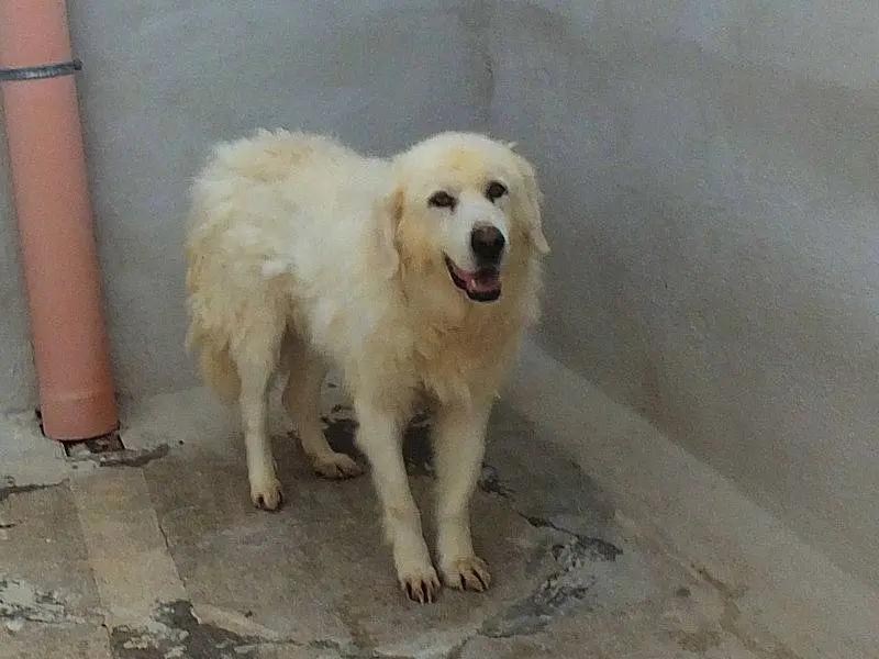 Adotta un cane, taglia gigante, maschio, Frosinone
