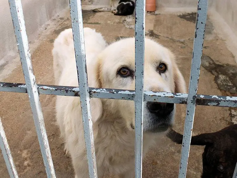 Adotta un cane, maschio, 10 anni e 9 mesi, Frosinone