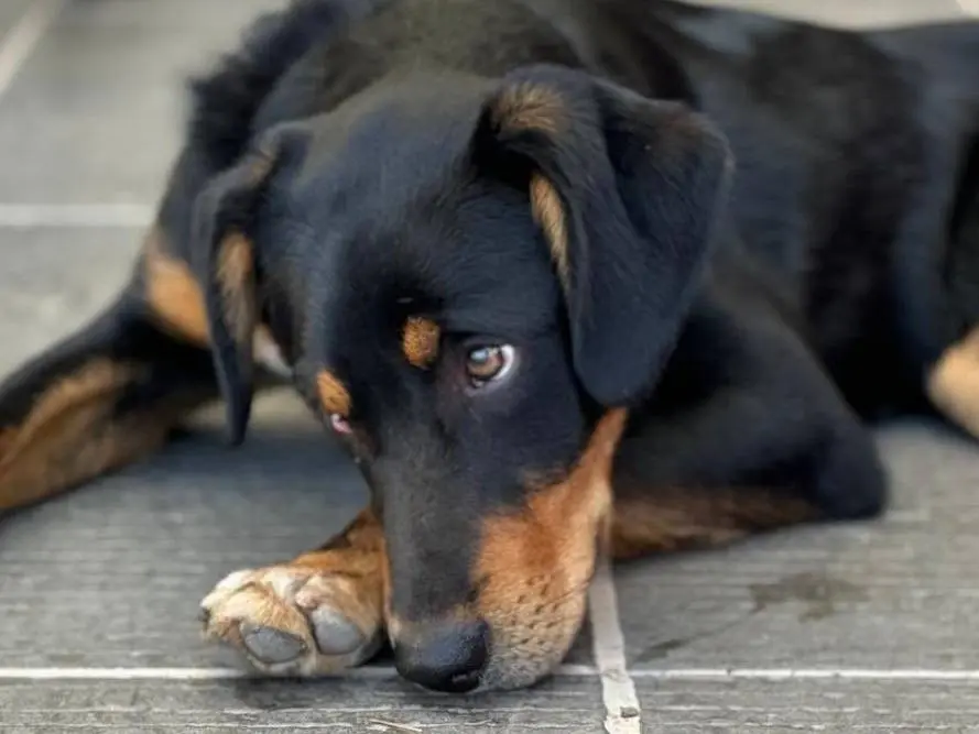 Adotta un cane, maschio, 2 anni e 10 mesi, Crotone