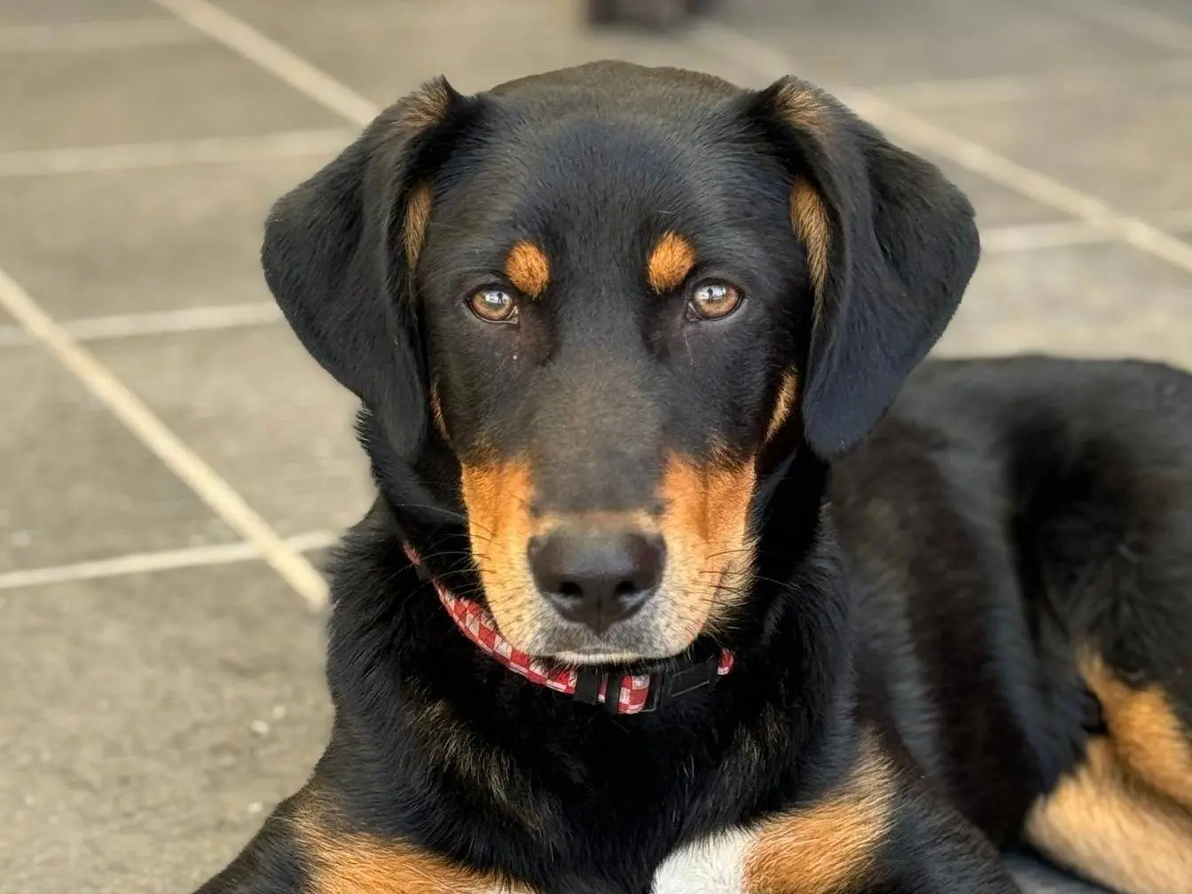 Adozione cane, maschio, meticcio, 2 anni e 10 mesi, taglia media, Crotone