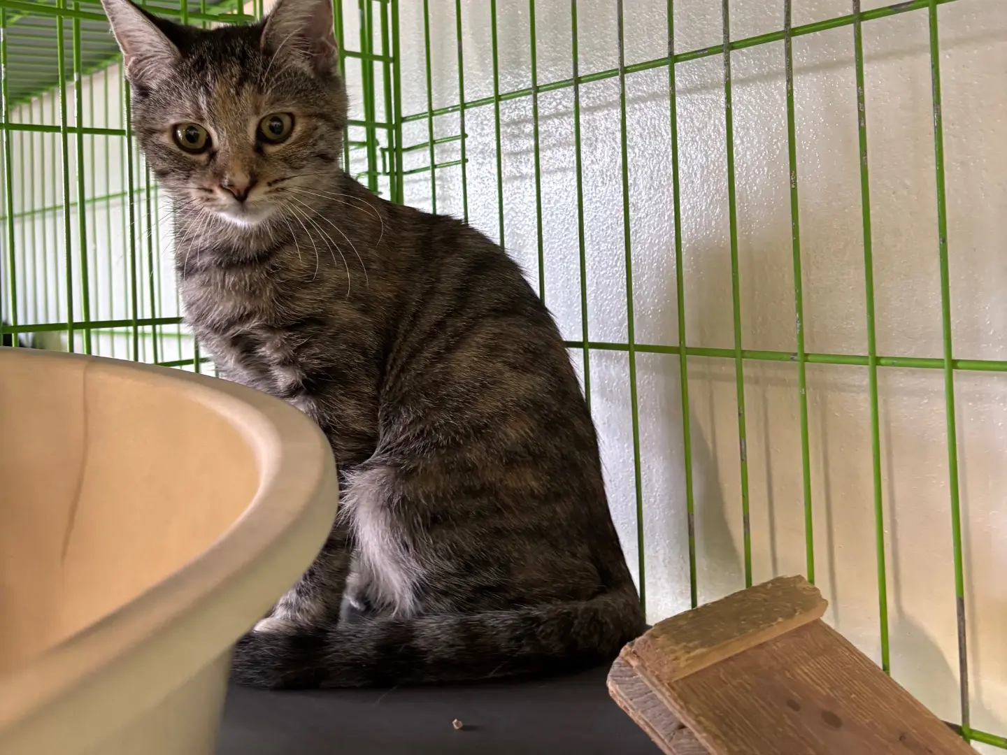 Adotta un gatto, femmina, 5 mesi, Brescia