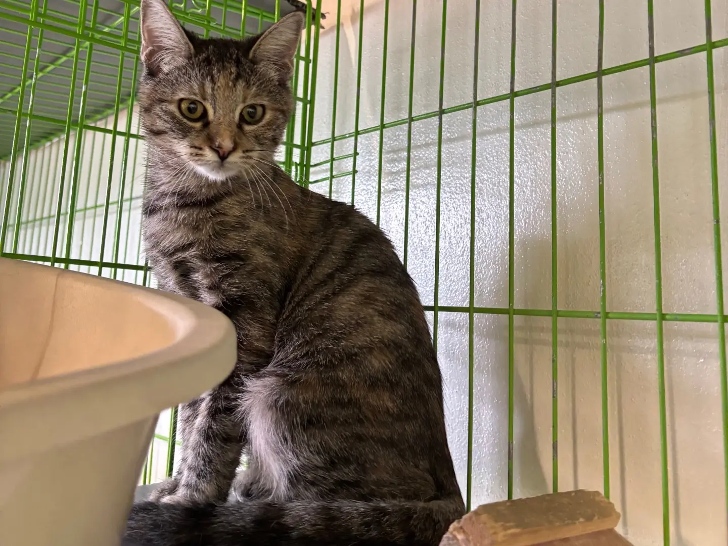 Adozione gatto, femmina, Razza sconosciuta Razza sconosciuta, 5 mesi, taglia non valida, Brescia