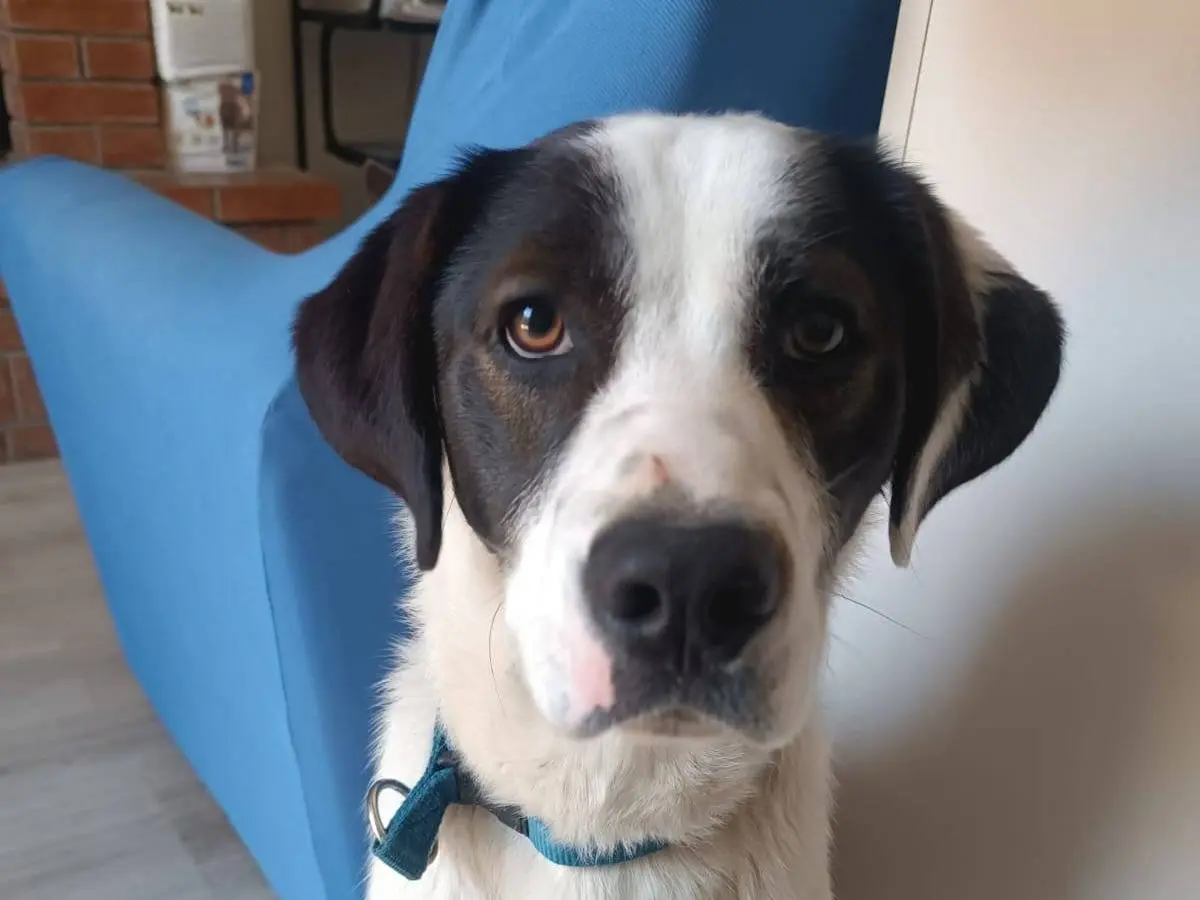 Adozione cane, maschio, Razza sconosciuta Razza sconosciuta, 2 anni e 9 mesi, taglia media, Latina