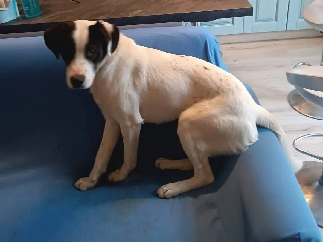 Adotta un cane, maschio, 2 anni e 9 mesi, Latina