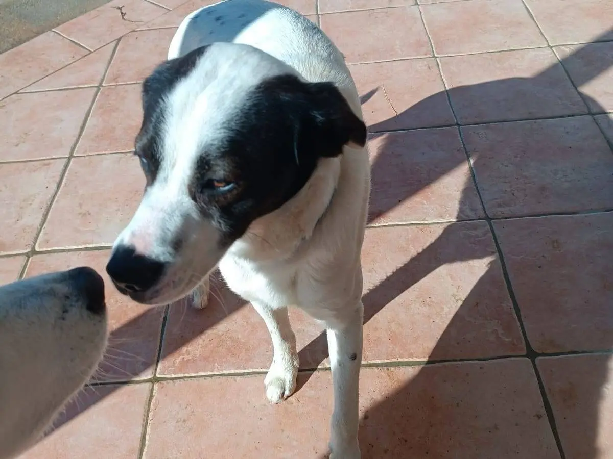 Vuoi adottare un cane a Latina?