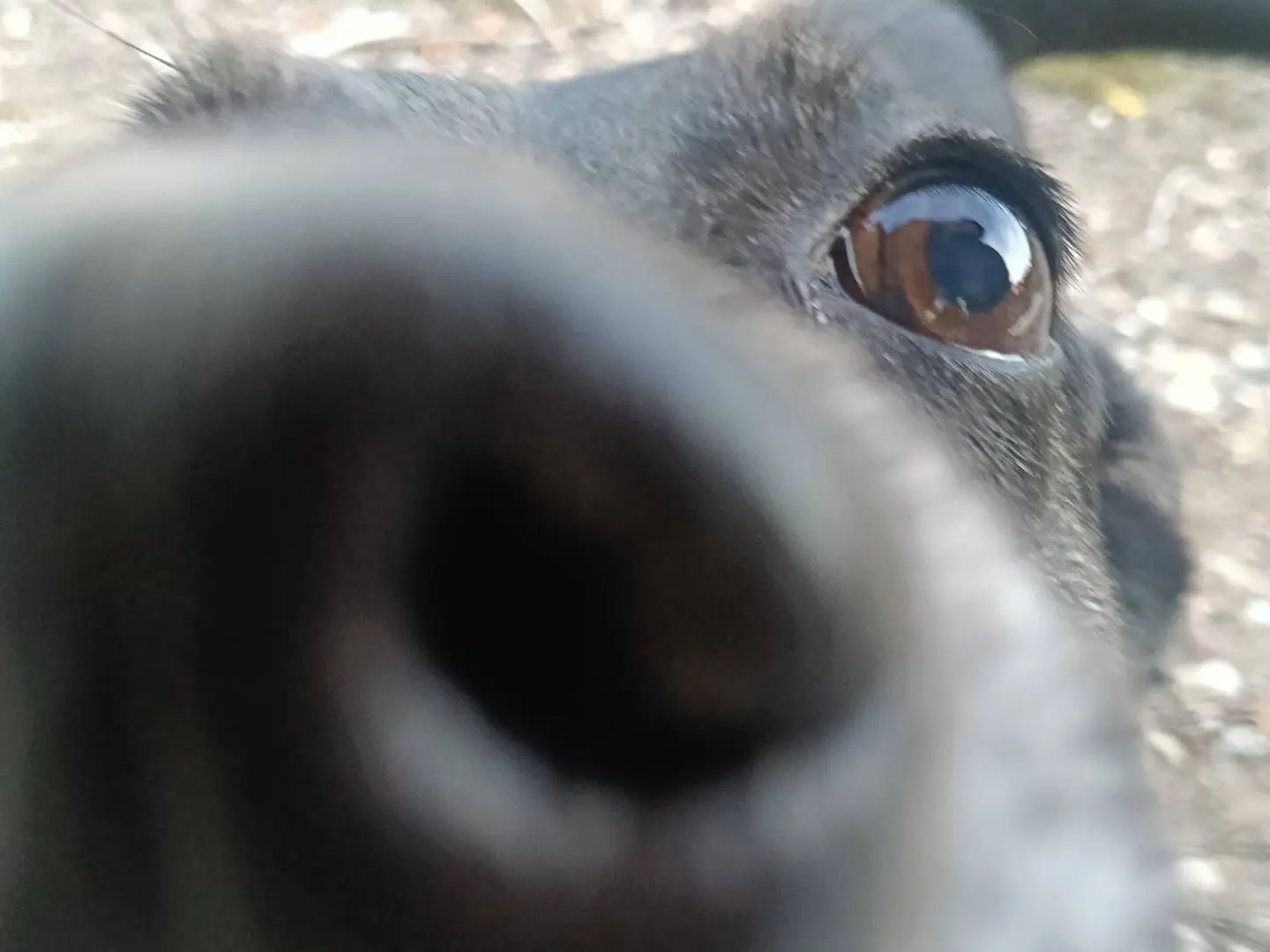 Adotta il cane Mora a Pisa