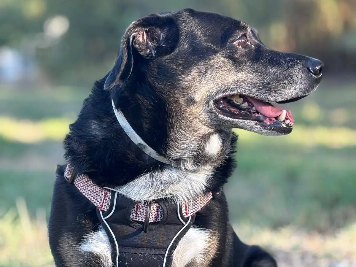 Adotta un cane, taglia media, femmina, Pisa