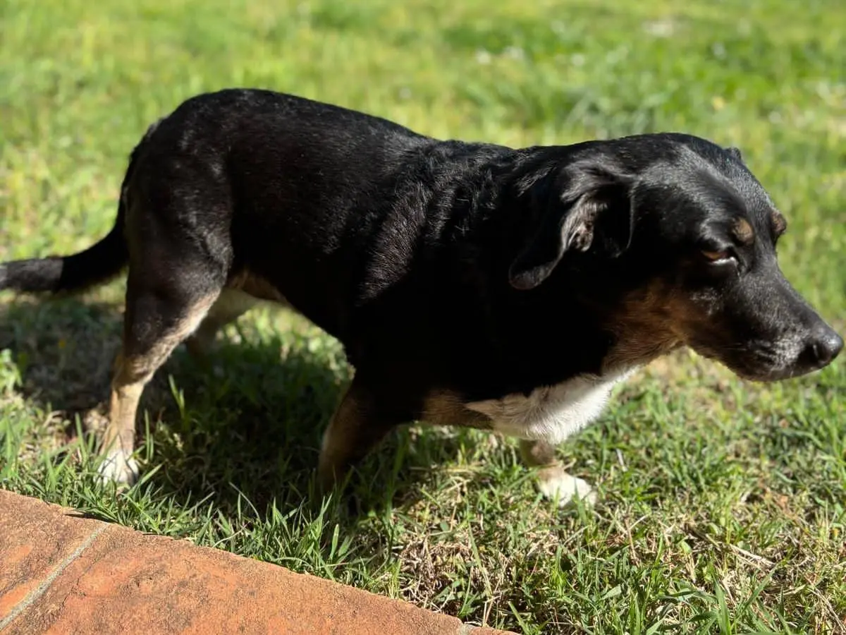 Adotta un cane, femmina, 8 anni e 2 mesi, Pisa
