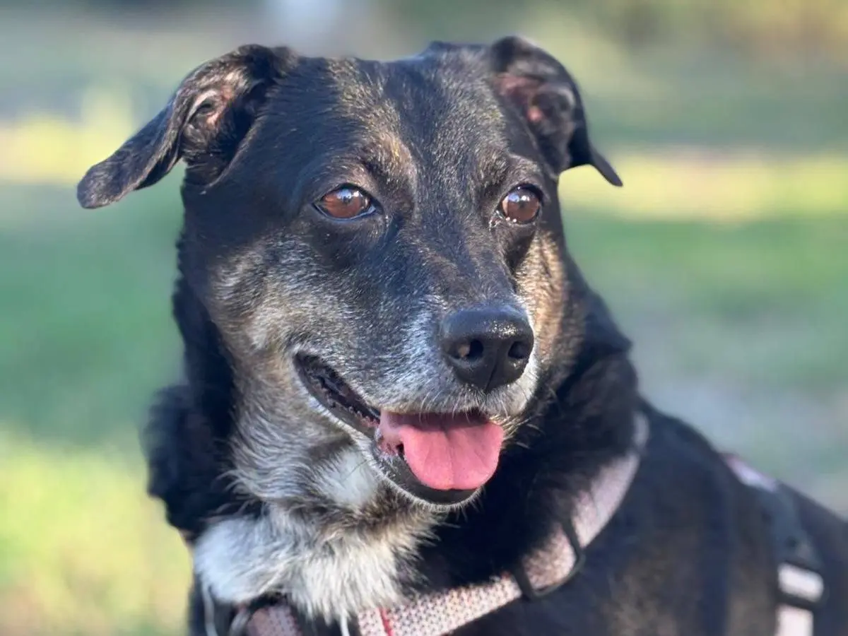 Adozione cane, femmina, Razza sconosciuta Razza sconosciuta, 8 anni e 2 mesi, taglia media, Pisa