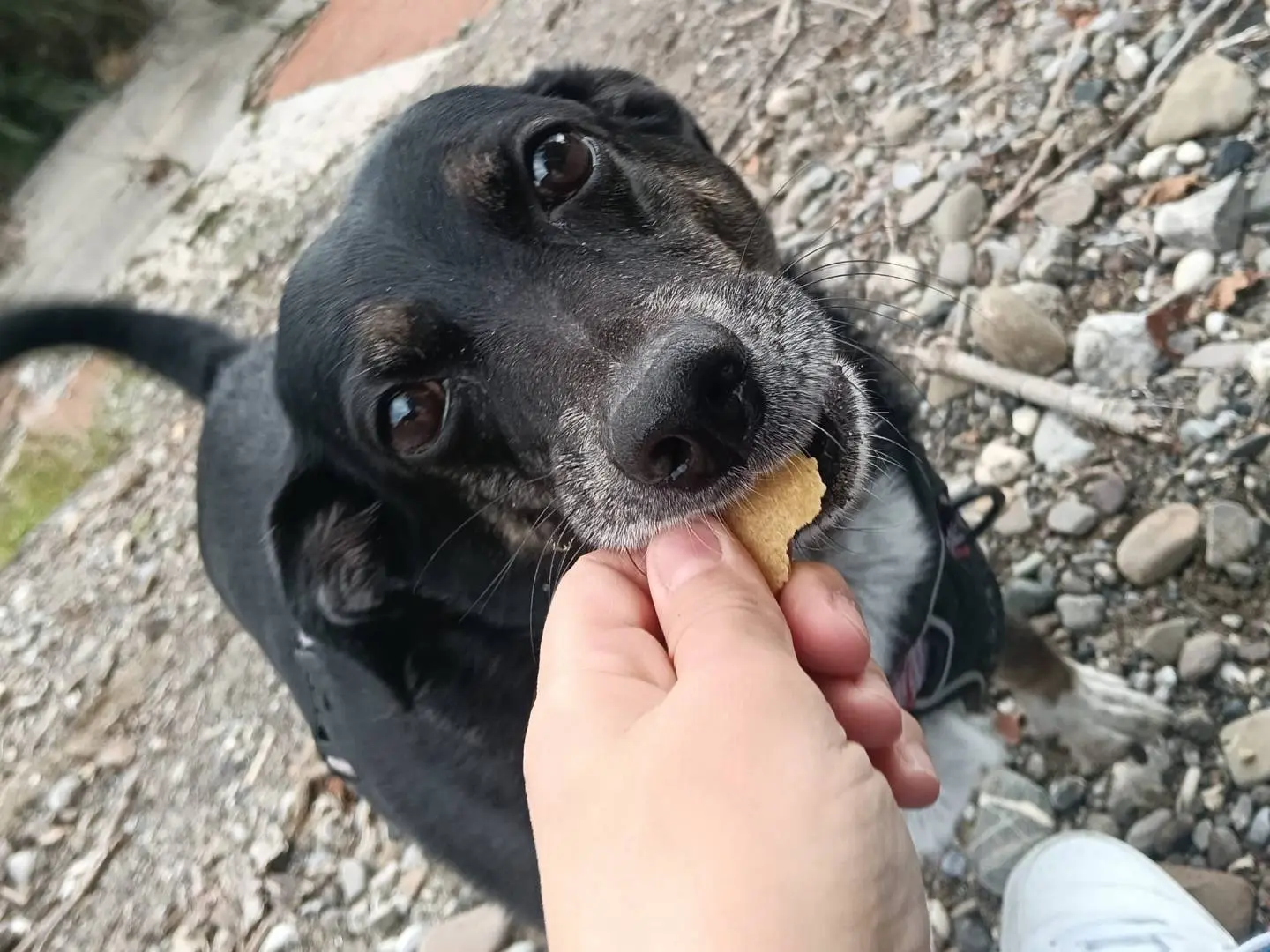Vuoi adottare un cane a Pisa?
