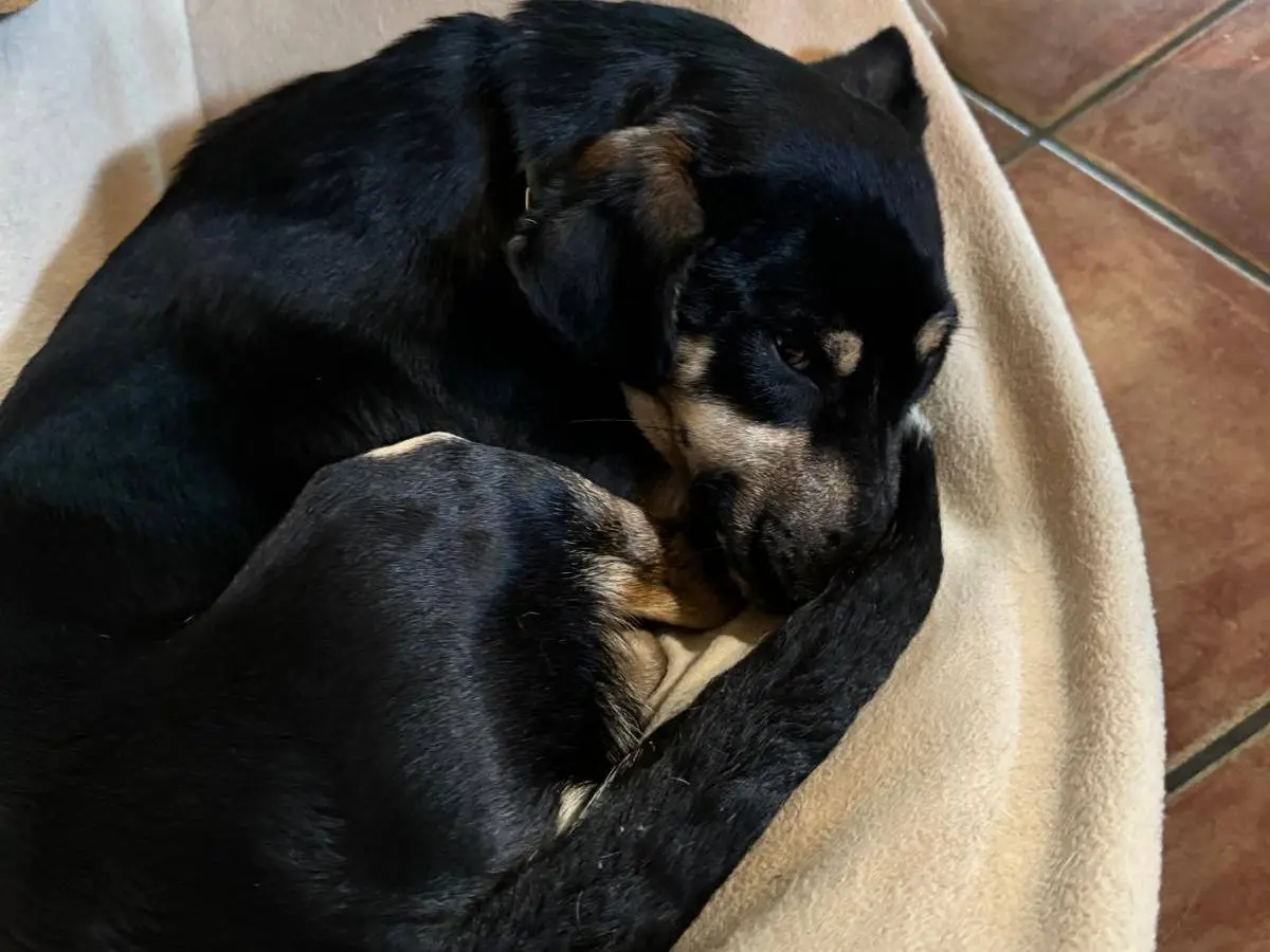 Adotta un cane, maschio, 2 anni e 5 mesi, Roma