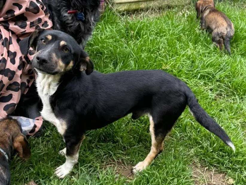 Adotta un cane, taglia piccola, maschio, Roma