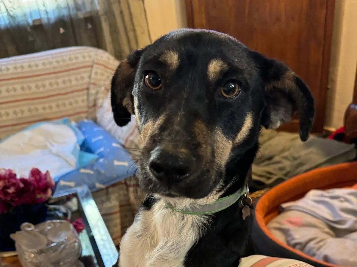 Adozione cane, maschio, Razza sconosciuta Razza sconosciuta, 2 anni e 5 mesi, taglia piccola, Roma