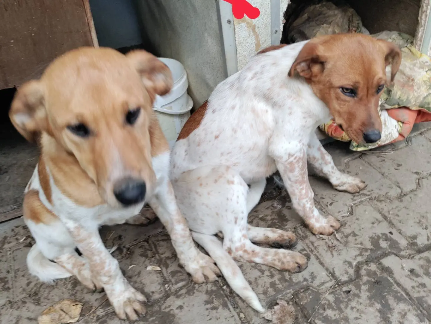 Adotta un cane, maschio, 3 anni e 1 mese, Macerata