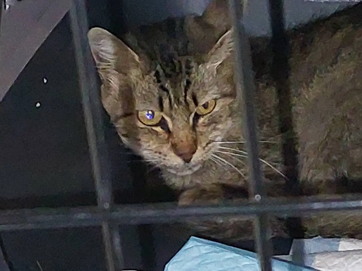 Adotta un gatto, taglia non valida, femmina, Oristano